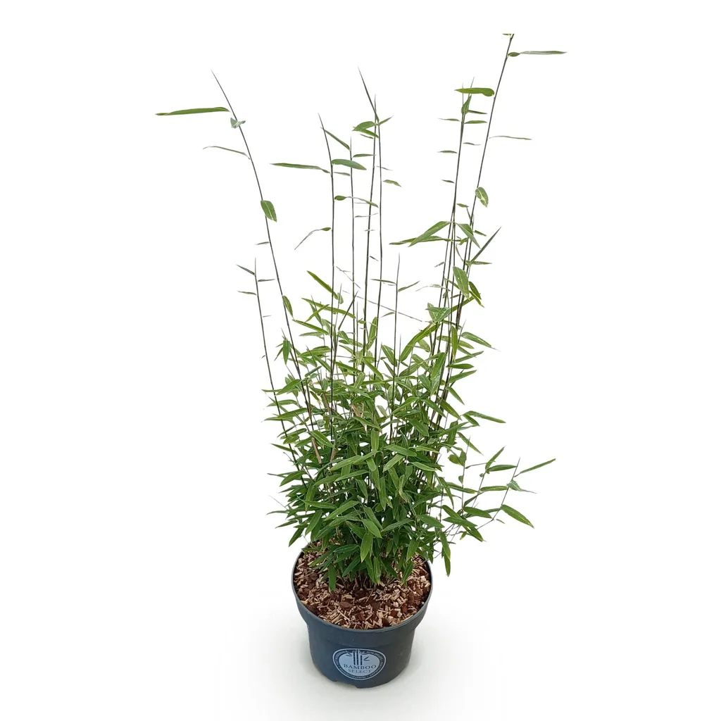 Fontänen-Schirmbambus 'Black Dragon' (Fargesia nitida) – winterhartes Ziergras, Topf-Ø 23 cm, Höhe ca. 80 cm