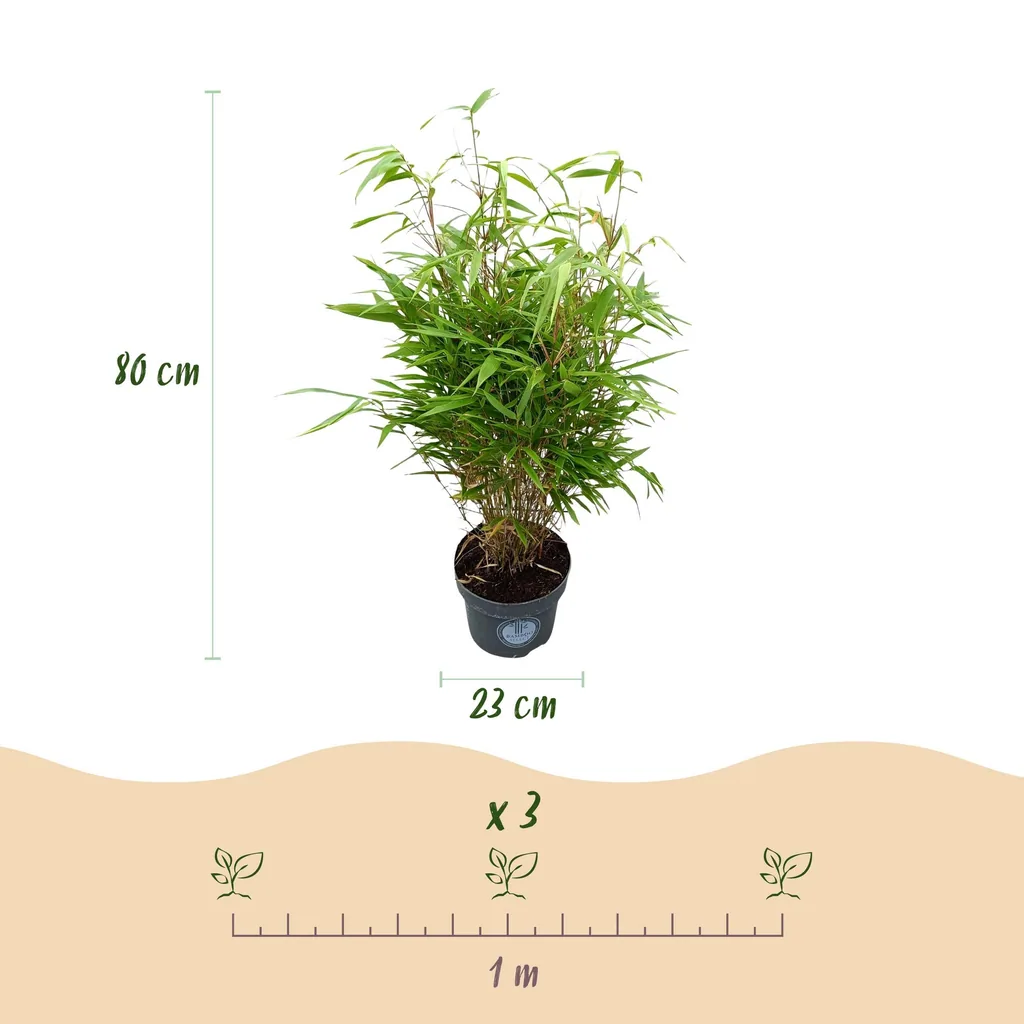 Schirmbambus (Fargesia rufa) – winterhartes Ziergras, Topf-Ø 23 cm, Höhe ca. 80 cm