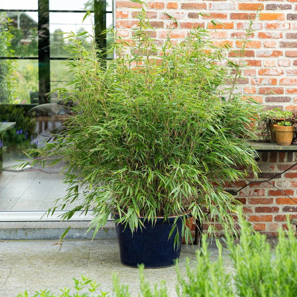 Schirmbambus (Fargesia rufa) – winterhartes Ziergras, Topf-Ø 23 cm, Höhe ca. 80 cm