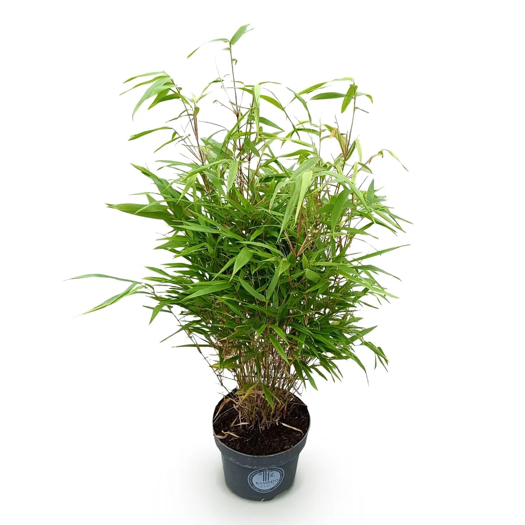 Schirmbambus (Fargesia rufa) – winterhartes Ziergras, Topf-Ø 23 cm, Höhe ca. 80 cm