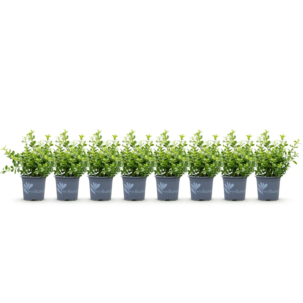 Buchsbaum 'Babylon Beauty' 8er-Set (Buxus) – winterharter immergrüner Strauch, für Hecken, Topf-Ø 9 cm