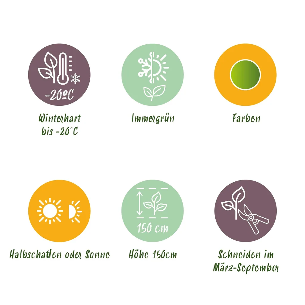 Buchsbaum 'Babylon Beauty' 8er-Set (Buxus) – winterharter immergrüner Strauch, für Hecken, Topf-Ø 9 cm