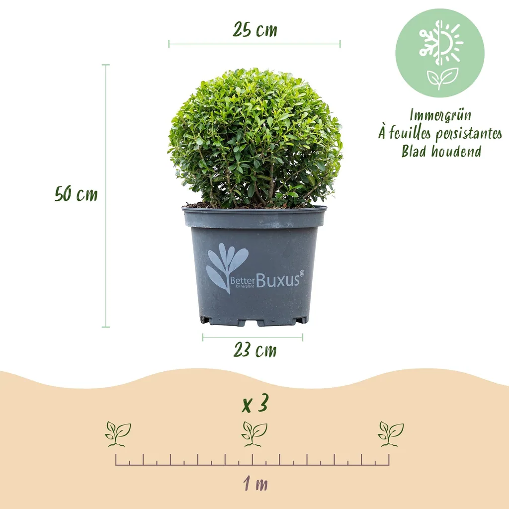Buchsbaum 'Skylight' 2er-Set (Buxus) – winterharter immergrüner Strauch, als Kugel, Topf-Ø 23 cm