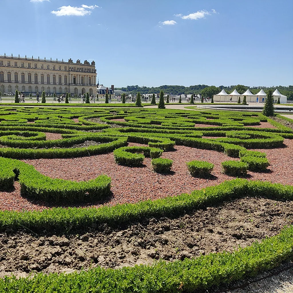 Buchsbaum 'Skylight' 2er-Set (Buxus) – winterharter immergrüner Strauch, als Kugel, Topf-Ø 23 cm