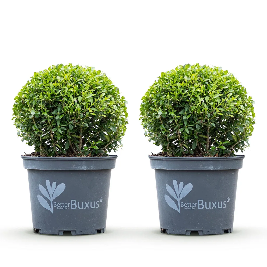 Buchsbaum 'Skylight' 2er-Set (Buxus) – winterharter immergrüner Strauch, als Kugel, Topf-Ø 23 cm