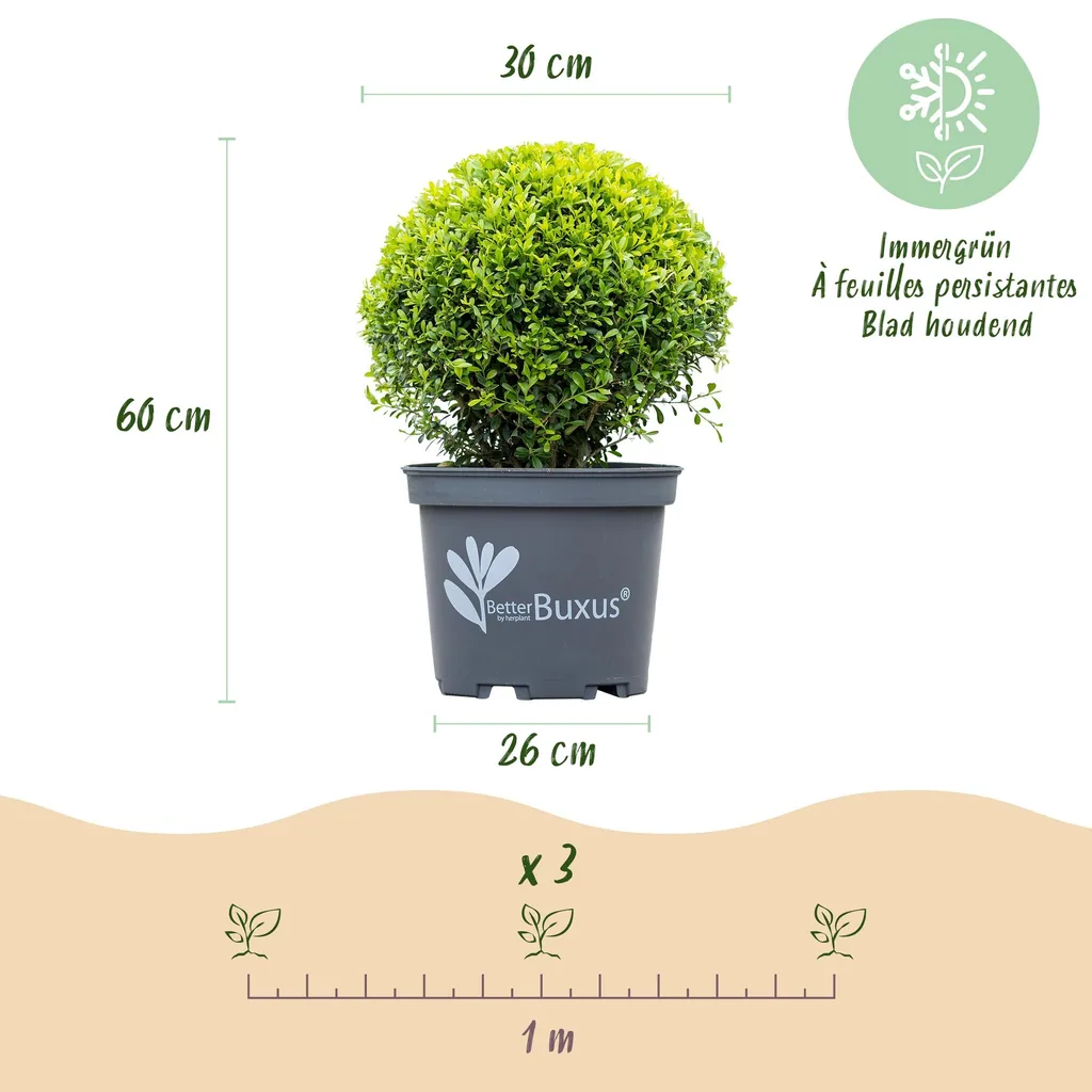 Buchsbaum 'BetterBuxus Skylight' 2er-Set (Buxus) – winterharter immergrüner Strauch, als Kugel, Topf-Ø 26 cm