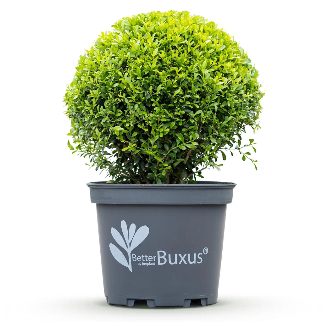 Buchsbaum 'BetterBuxus Skylight' 2er-Set (Buxus) – winterharter immergrüner Strauch, als Kugel, Topf-Ø 26 cm