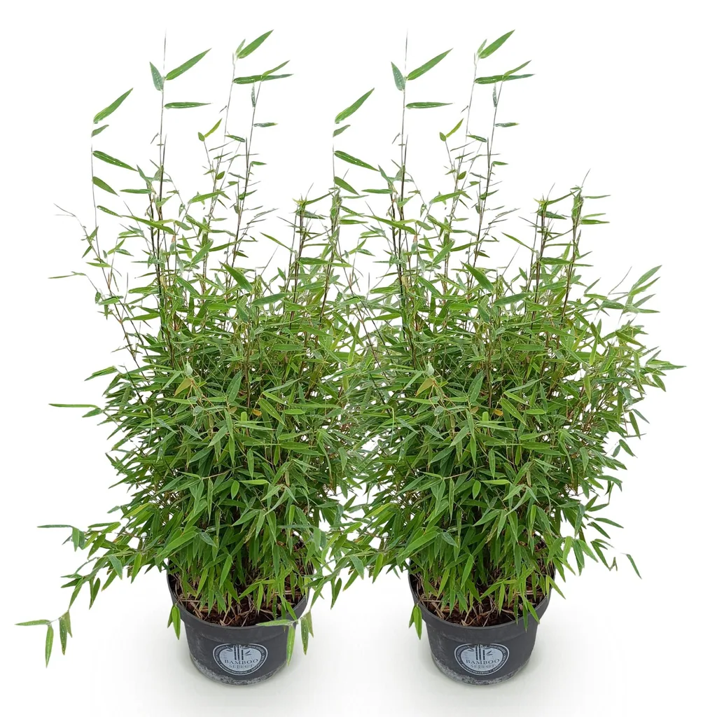 Fontänen-Schirmbambus 'Red Dragon' 2er-Set (Fargesia nitida) – winterhartes Ziergras, Topf-Ø 23 cm, Höhe ca. 80 cm