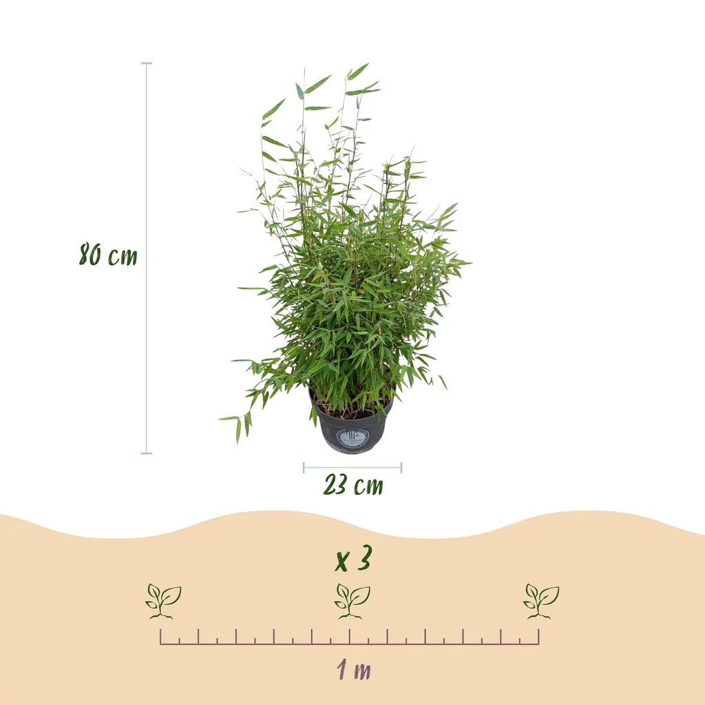 Fontänen-Schirmbambus 'Red Dragon' 2er-Set (Fargesia nitida) – winterhartes Ziergras, Topf-Ø 23 cm, Höhe ca. 80 cm