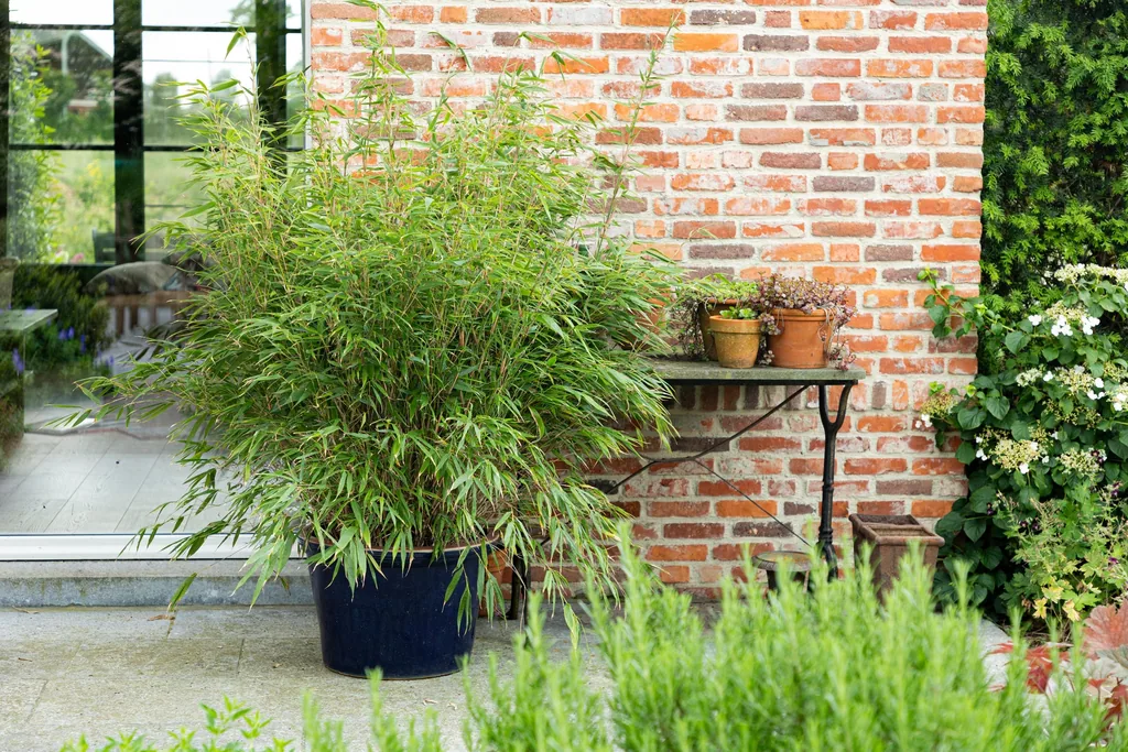 Gartenbambus 'Asian Wonder' 2er-Set (Fargesia scabrida) – winterharter Gartenbambus, Topf-Ø 23 cm, Höhe ca. 80 cm