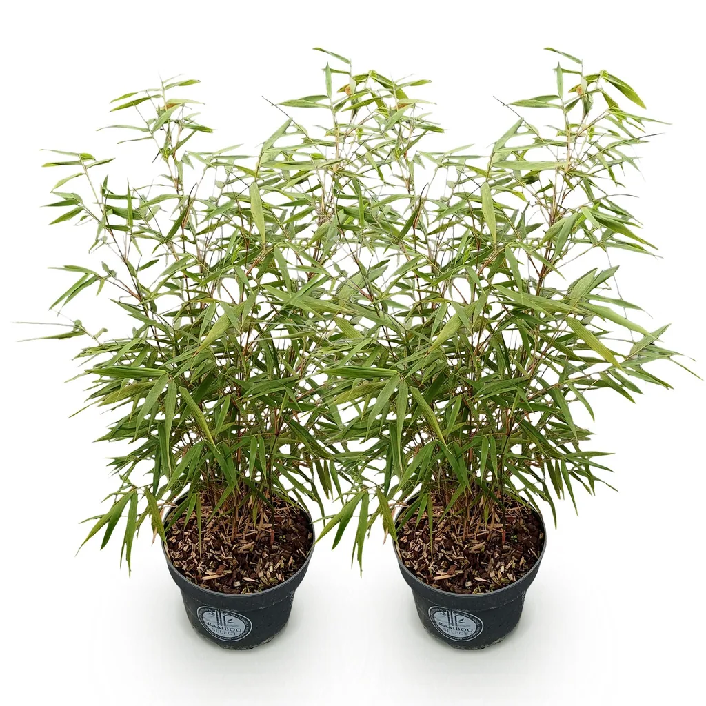 Gartenbambus 'Asian Wonder' 2er-Set (Fargesia scabrida) – winterharter Gartenbambus, Topf-Ø 23 cm, Höhe ca. 80 cm