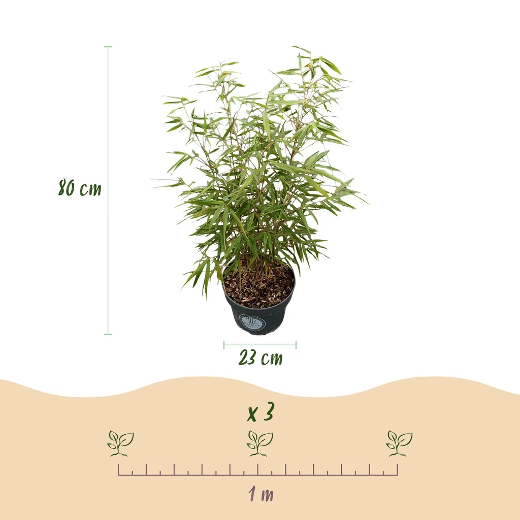 Gartenbambus 'Asian Wonder' 2er-Set (Fargesia scabrida) – winterharter Gartenbambus, Topf-Ø 23 cm, Höhe ca. 80 cm