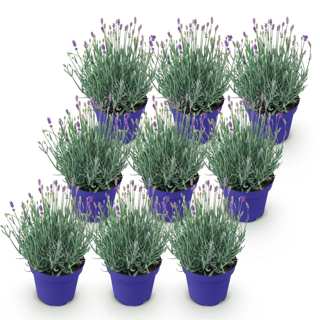 Echter Lavendel 'Hidcote' 9er-Set (Lavandula angustifolia) – winterharte Duftpflanze, Topf-Ø 12 cm, Höhe ca. 15–25 cm