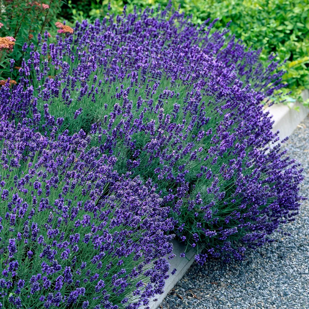 Echter Lavendel 'Hidcote' 9er-Set (Lavandula angustifolia) – winterharte Duftpflanze, Topf-Ø 12 cm, Höhe ca. 15–25 cm