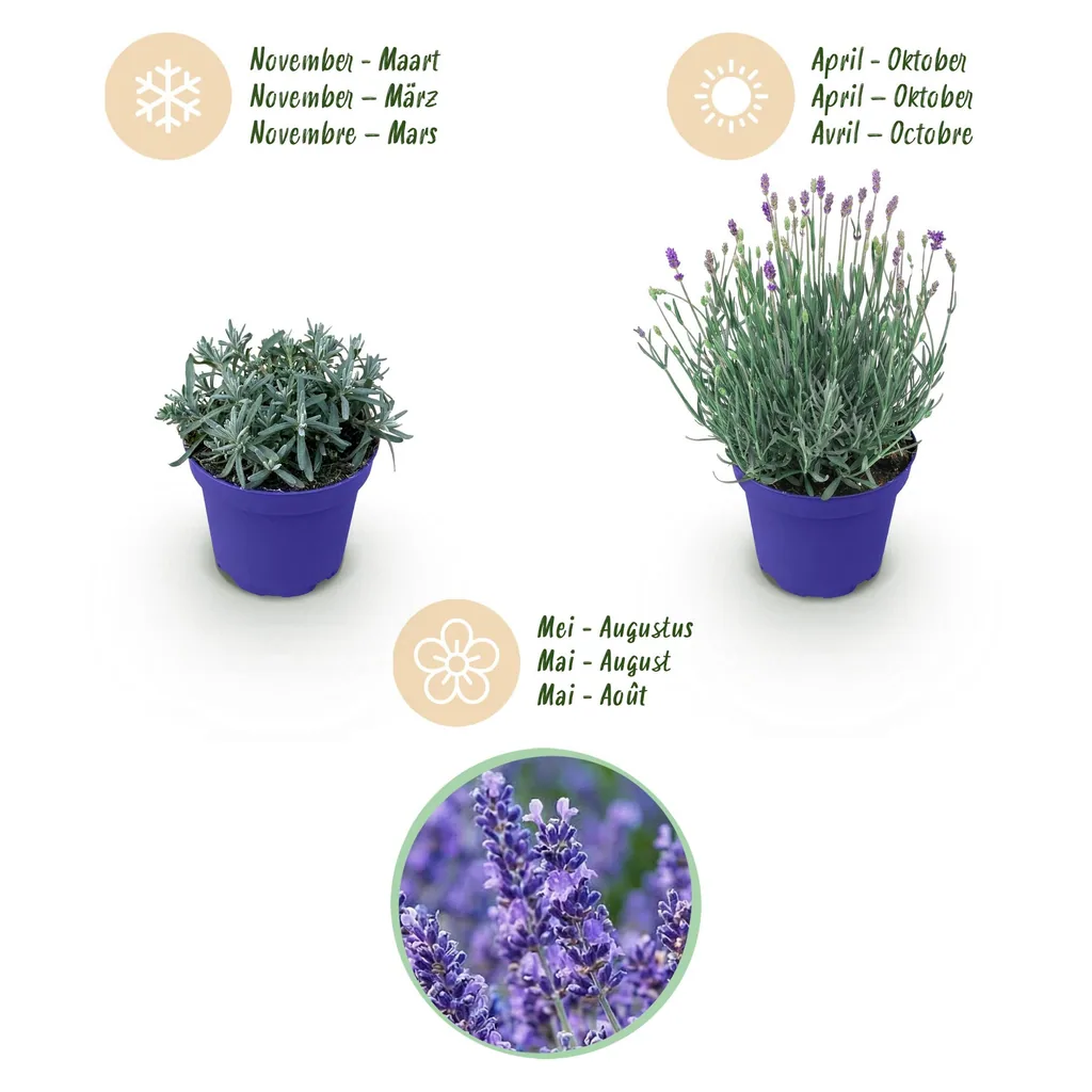 Echter Lavendel 'Hidcote' 9er-Set (Lavandula angustifolia) – winterharte Duftpflanze, Topf-Ø 12 cm, Höhe ca. 15–25 cm