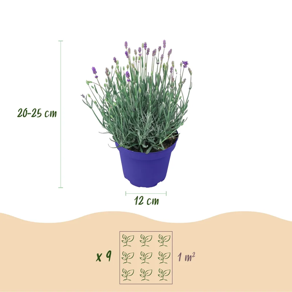 Echter Lavendel 'Hidcote' 9er-Set (Lavandula angustifolia) – winterharte Duftpflanze, Topf-Ø 12 cm, Höhe ca. 15–25 cm