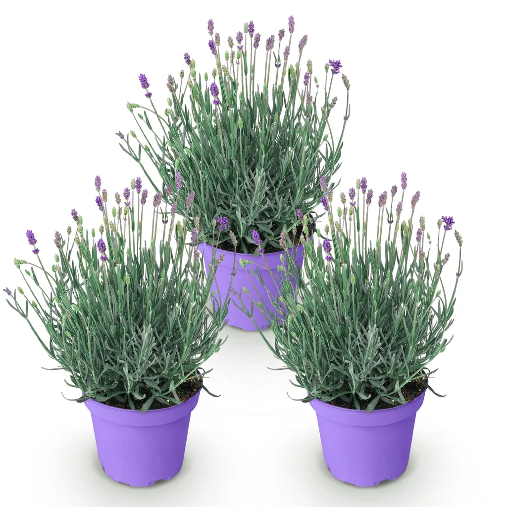 Echter Lavendel 'Munstead' 3er-Set (Lavandula angustifolia) – winterharte Duftpflanze, Topf-Ø 12 cm, Höhe ca. 15–25 cm