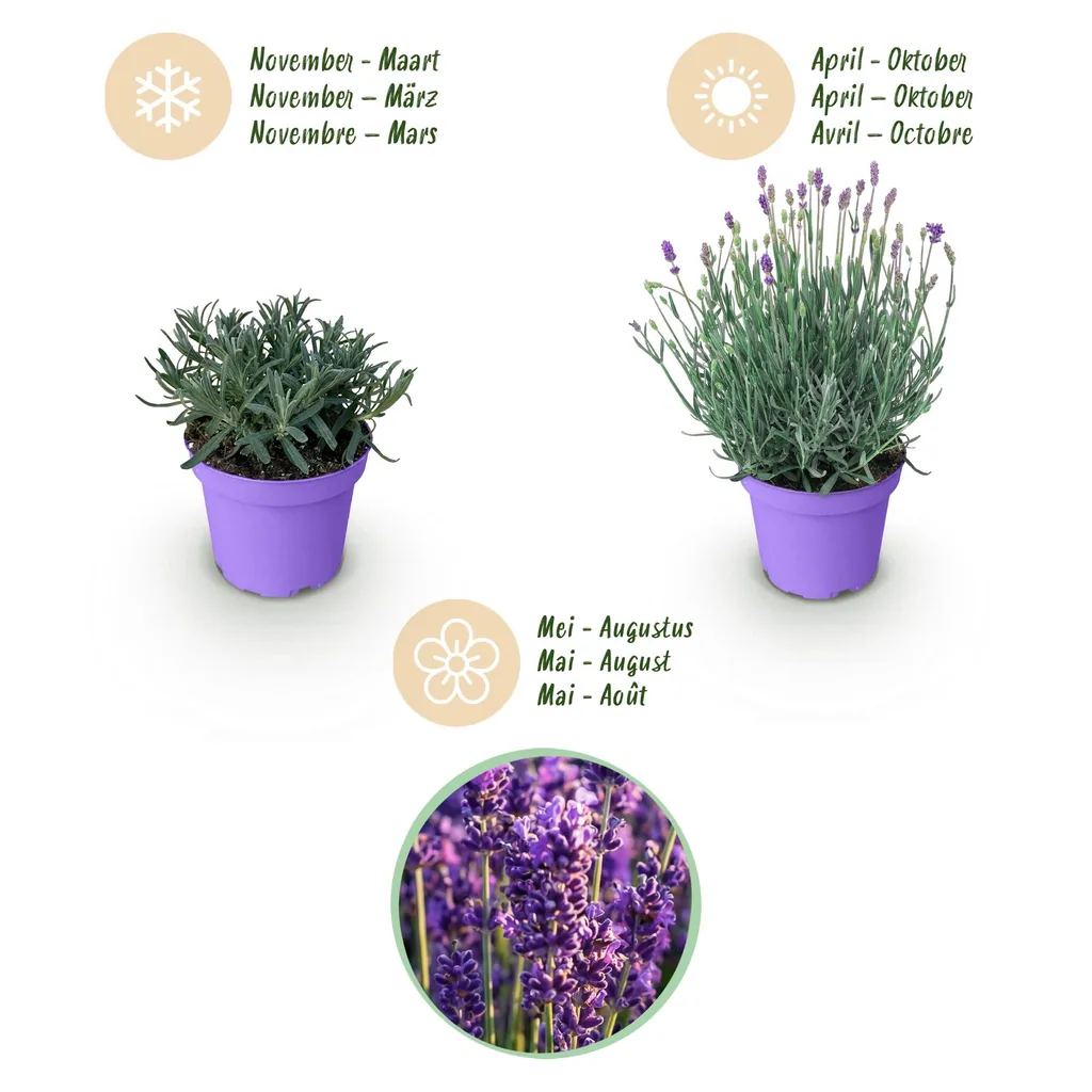 Echter Lavendel 'Munstead' 3er-Set (Lavandula angustifolia) – winterharte Duftpflanze, Topf-Ø 12 cm, Höhe ca. 15–25 cm
