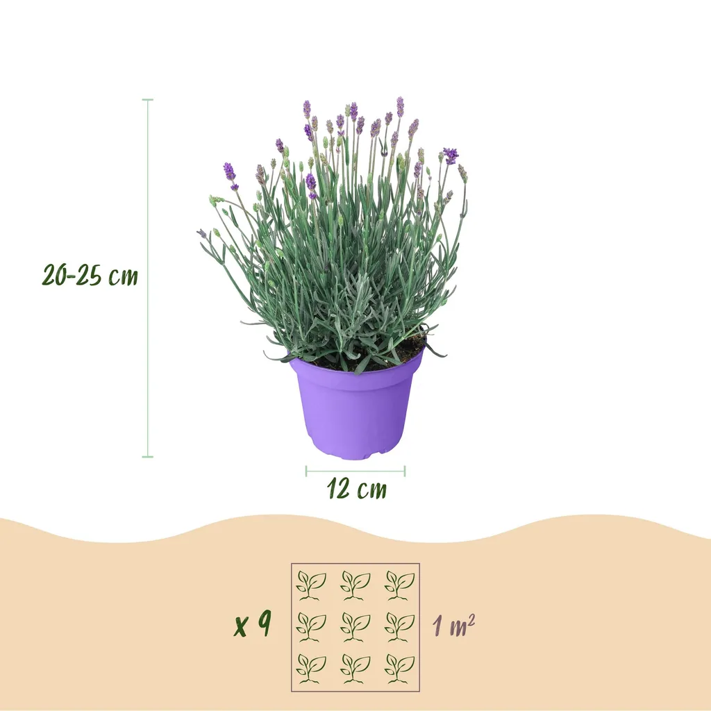 Echter Lavendel 'Munstead' 9er-Set (Lavandula angustifolia) – winterharte Duftpflanze, Topf-Ø 12 cm, Höhe ca. 15–25 cm