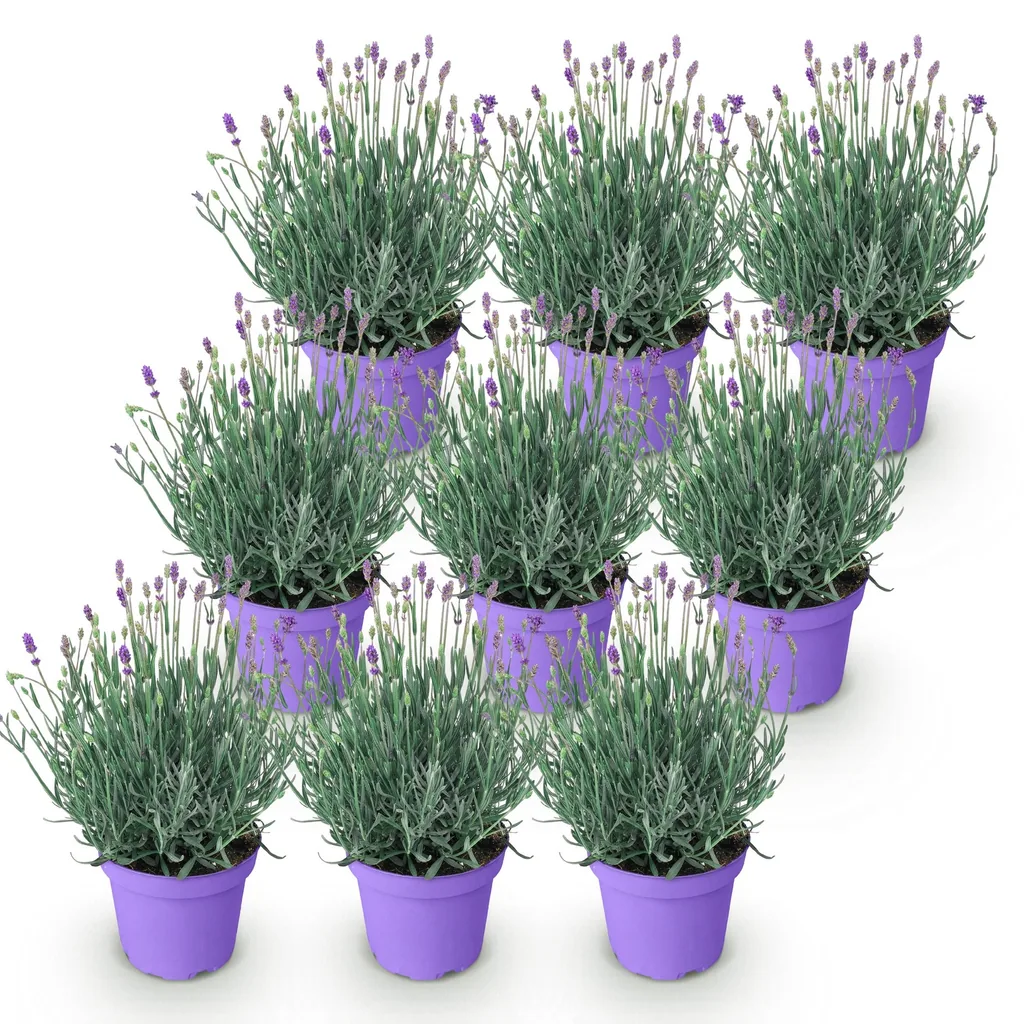 Echter Lavendel 'Munstead' 9er-Set (Lavandula angustifolia) – winterharte Duftpflanze, Topf-Ø 12 cm, Höhe ca. 15–25 cm