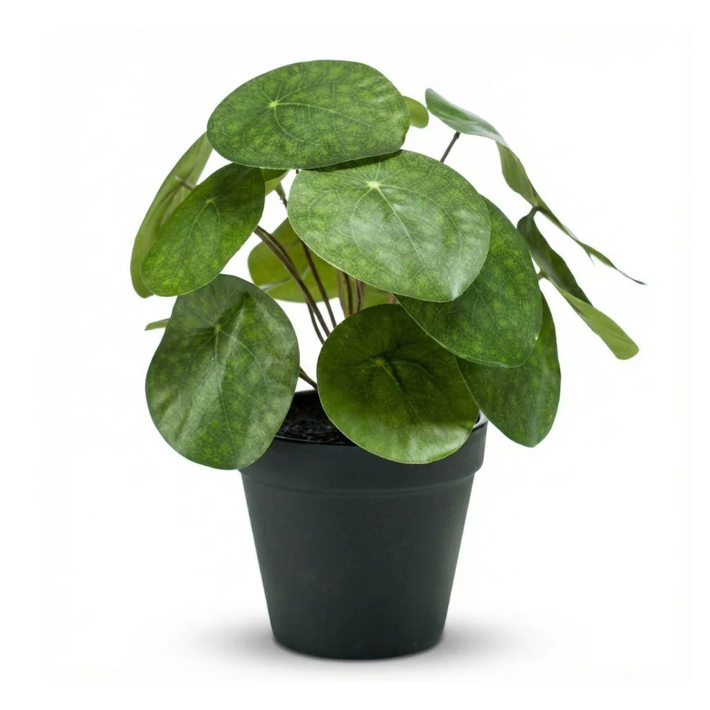 Pilea Busch 25 cm im schwarzen Topf - Kunstpflanze