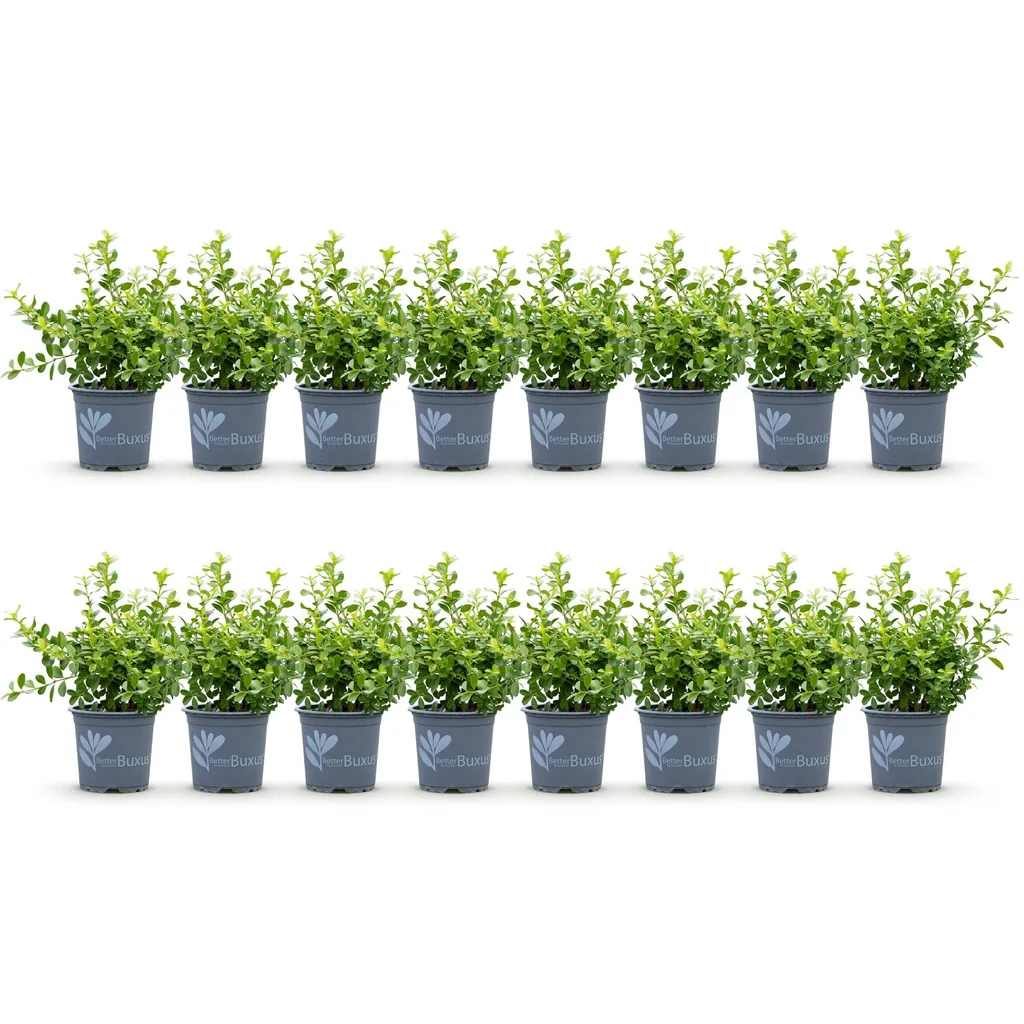Buchsbaum 'Babylon Beauty' 16er-Set (Buxus) – winterharter immergrüner Strauch, für Hecken, Topf-Ø 9 cm