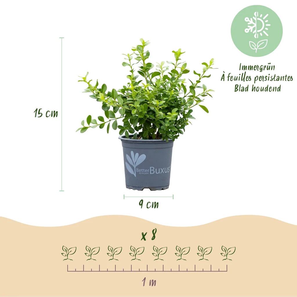 Buchsbaum 'Babylon Beauty' 16er-Set (Buxus) – winterharter immergrüner Strauch, für Hecken, Topf-Ø 9 cm