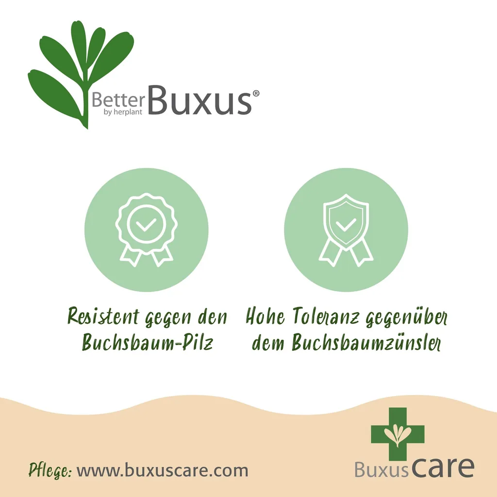 Buchsbaum 'Babylon Beauty' 16er-Set (Buxus) – winterharter immergrüner Strauch, für Hecken, Topf-Ø 9 cm
