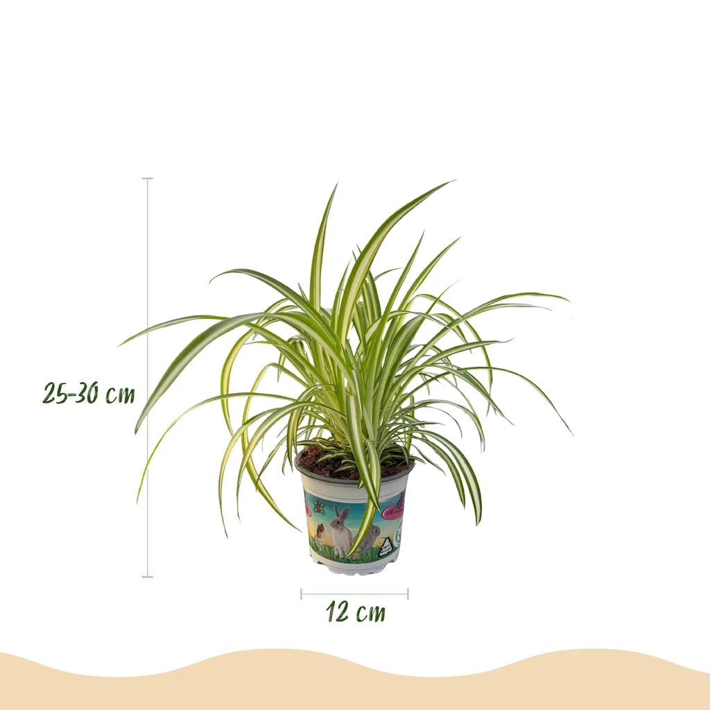 Grünlilie 'Variegatum' (Chlorophytum comosum) – pflegeleichte Zimmerpflanze, im Übertopf, Topf-Ø 12 cm, Höhe ca. 20 cm