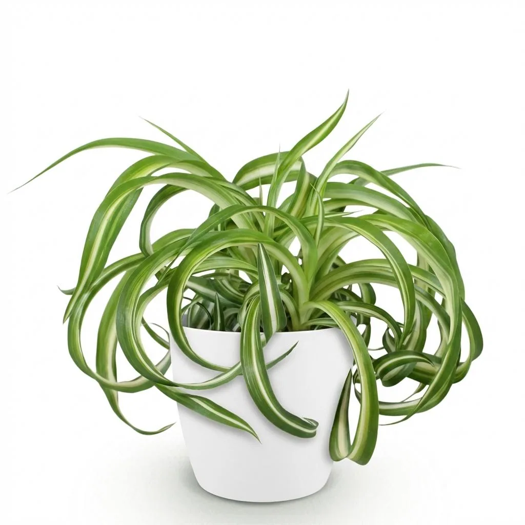 Grünlilie 'Bonnie' (Chlorophytum comosum) – pflegeleichte Zimmerpflanze, im Übertopf, Topf-Ø 12 cm, Höhe ca. 20 cm