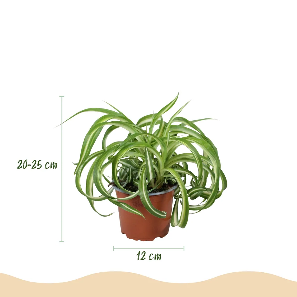 Grünlilie 'Bonnie' (Chlorophytum comosum) – pflegeleichte Zimmerpflanze, im Übertopf, Topf-Ø 12 cm, Höhe ca. 20 cm