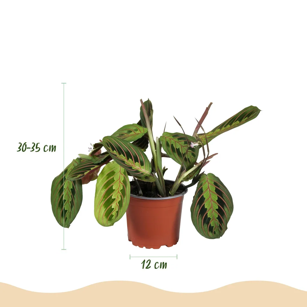 Pfeilwurz 'Tricolour' 2er-Set (Maranta) – pflegeleichte Zimmerpflanze, im Übertopf, Topf-Ø 12 cm, Höhe ca. 25 cm