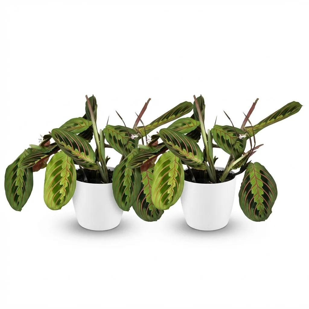 Pfeilwurz 'Tricolour' 2er-Set (Maranta) – pflegeleichte Zimmerpflanze, im Übertopf, Topf-Ø 12 cm, Höhe ca. 25 cm