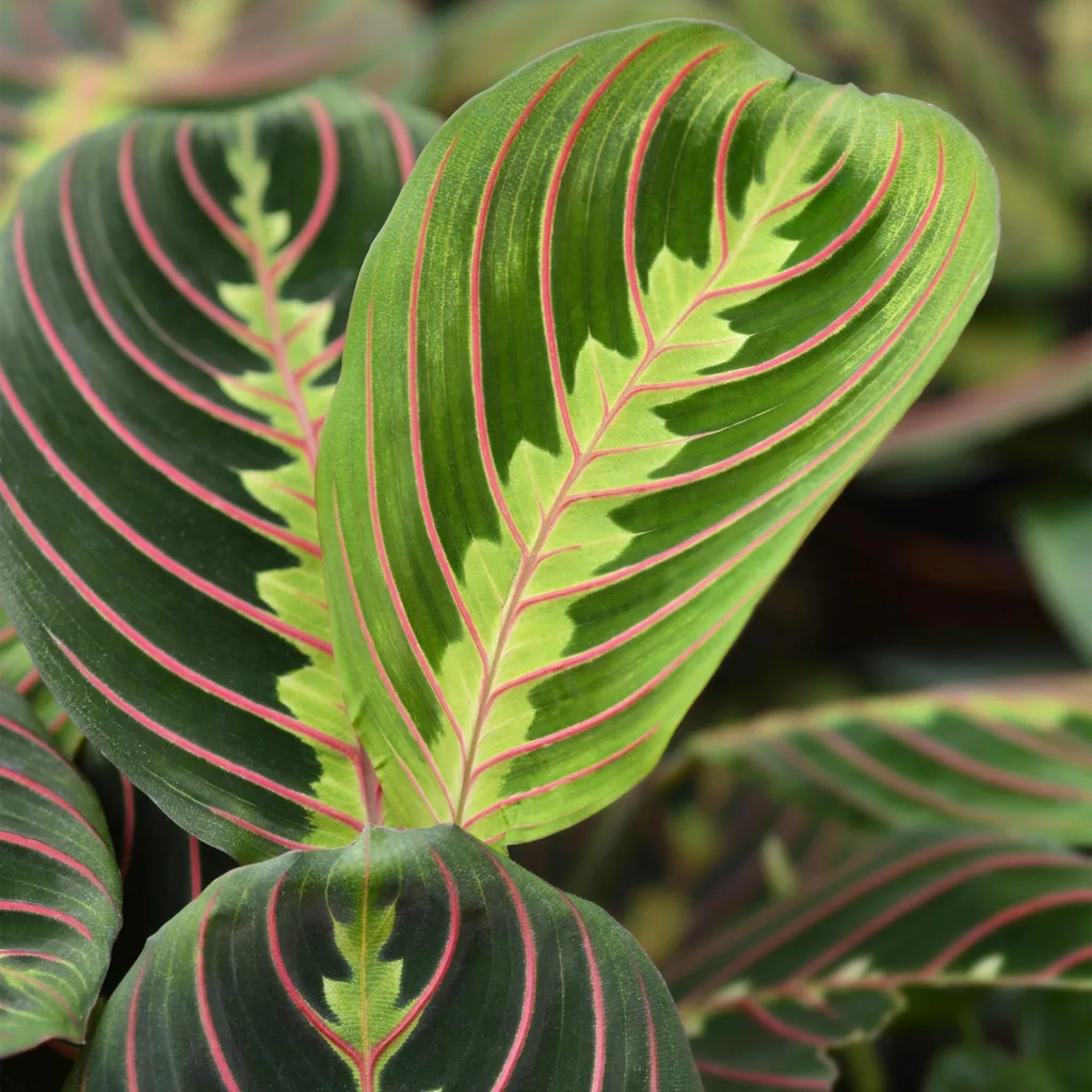 Pfeilwurz 'Tricolour' 2er-Set (Maranta) – pflegeleichte Zimmerpflanze, im Übertopf, Topf-Ø 12 cm, Höhe ca. 25 cm