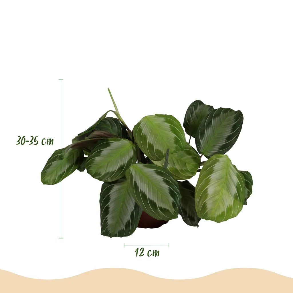 Pfeilwurz 'Silverband' 4er-Set (Maranta) – pflegeleichte Zimmerpflanze, im Übertopf, Topf-Ø 12 cm, Höhe ca. 25 cm
