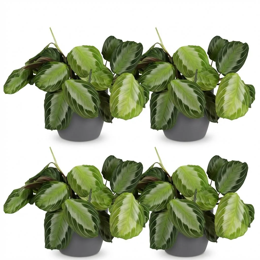 Pfeilwurz 'Silverband' 4er-Set (Maranta) – pflegeleichte Zimmerpflanze, im Übertopf, Topf-Ø 12 cm, Höhe ca. 25 cm