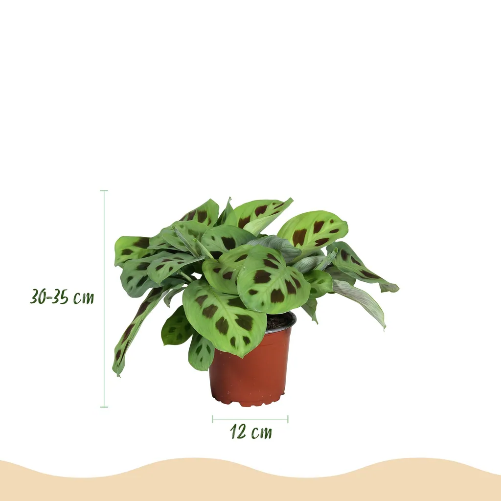 Pfeilwurz 3er-Set (Maranta) – pflegeleichte Zimmerpflanze, im Übertopf, Topf-Ø 12 cm, Höhe ca. 25 cm