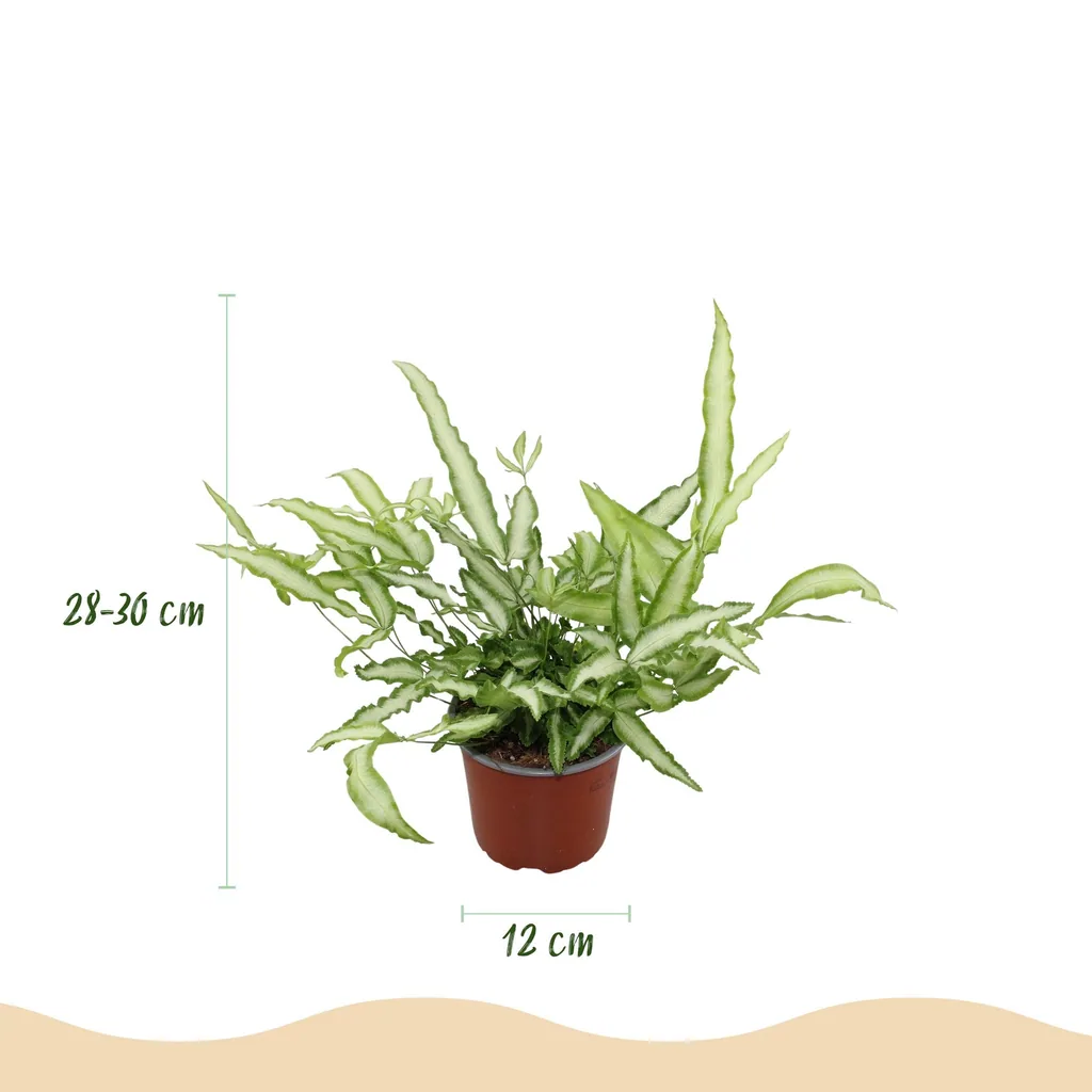 Flügelfarn 'Albolineata' 4er-Set (Pteris cretica) – pflegeleichte Zimmerpflanze, im Dekokorb, Topf-Ø 12 cm, Höhe ca. 20 cm