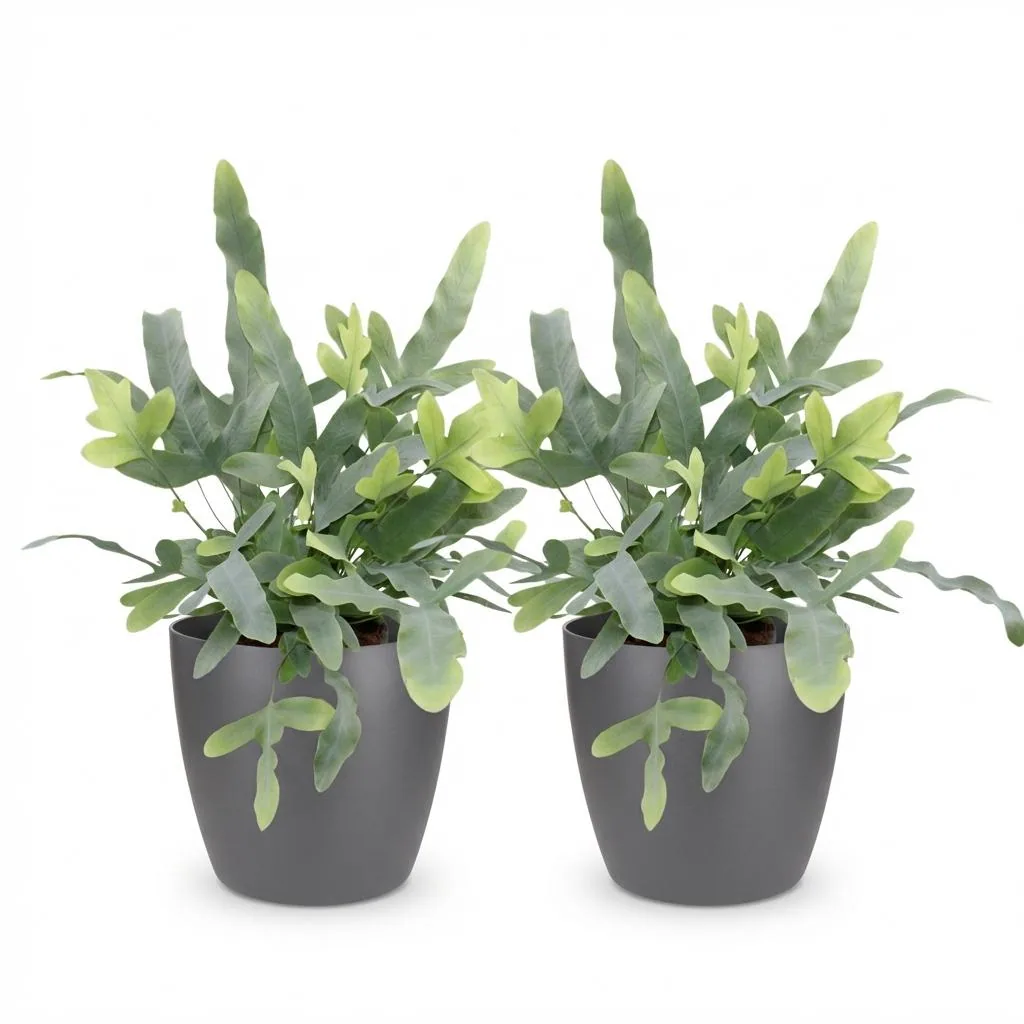 Goldtüpfelfarn 'Blue Star' 2er-Set (Phlebodium aureum) – pflegeleichte Zimmerpflanze, im Übertopf, Topf-Ø 12 cm, Höhe ca. 25 cm
