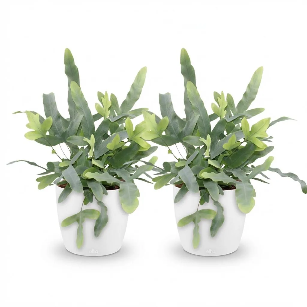 Goldtüpfelfarn 'Blue Star' 2er-Set (Phlebodium aureum) – pflegeleichte Zimmerpflanze, im Übertopf, Topf-Ø 12 cm, Höhe ca. 25 cm