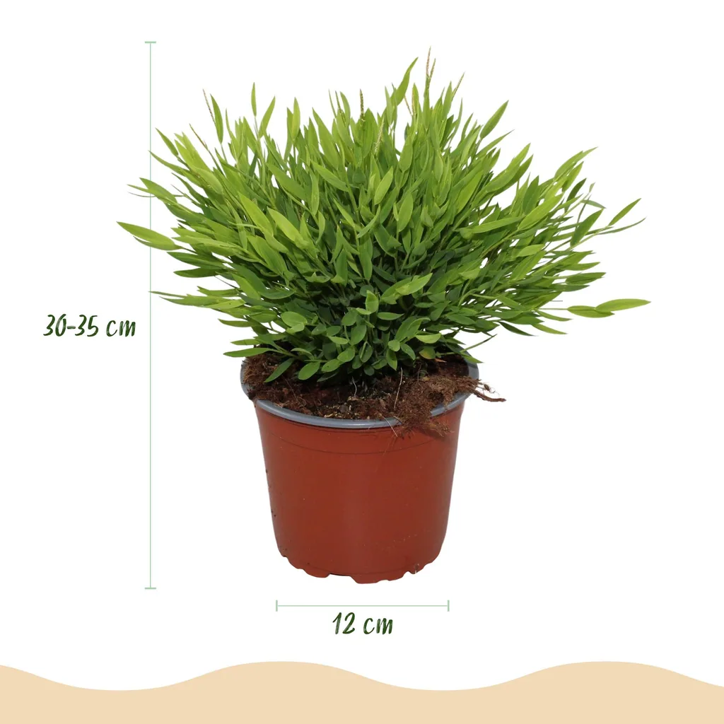 Zimmerbambus 'Monica' (Pogonatherum) – pflegeleichte Zimmerpflanze, im Übertopf, Topf-Ø 12 cm, Höhe ca. 20 cm