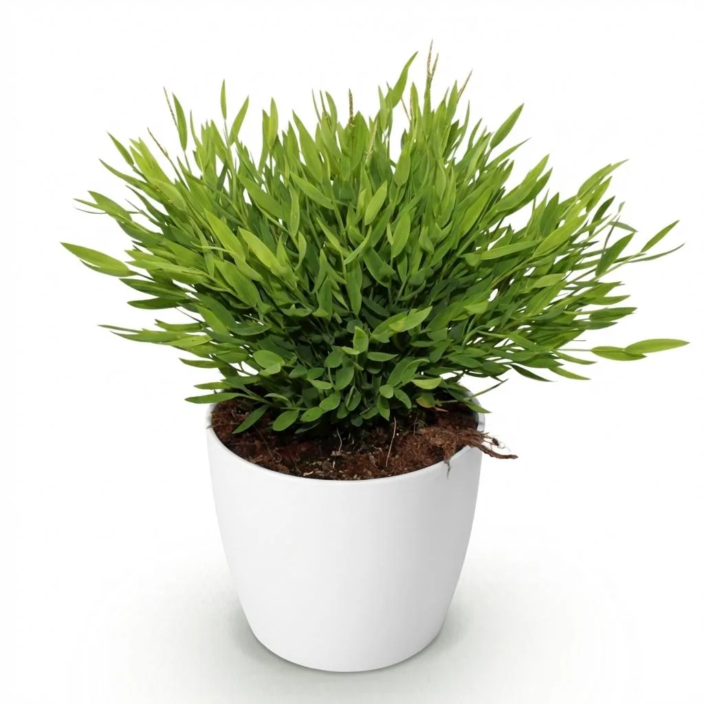 Zimmerbambus 'Monica' (Pogonatherum) – pflegeleichte Zimmerpflanze, im Übertopf, Topf-Ø 12 cm, Höhe ca. 20 cm