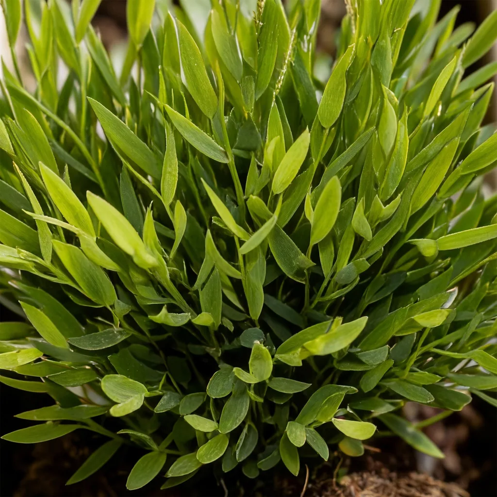 Zimmerbambus 'Monica' (Pogonatherum) – pflegeleichte Zimmerpflanze, im Übertopf, Topf-Ø 12 cm, Höhe ca. 20 cm