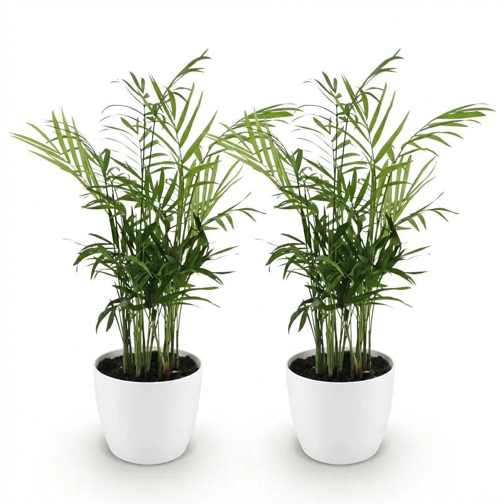 Bergpalme 2er-Set (Chamaedorea elegans) – pflegeleichte Zimmerpflanze, im Übertopf, Topf-Ø 12 cm, Höhe ca. 15 cm