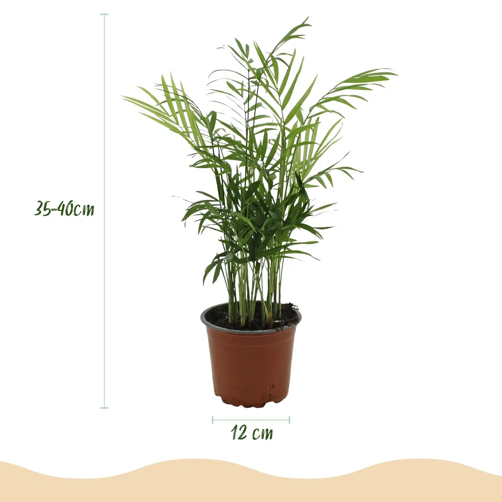 Bergpalme 2er-Set (Chamaedorea elegans) – pflegeleichte Zimmerpflanze, im Übertopf, Topf-Ø 12 cm, Höhe ca. 15 cm