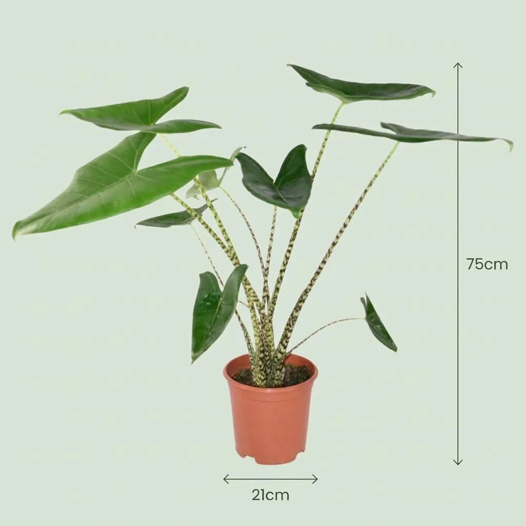 Zebrapflanze 'Zebrina' (Alocasia zebrina) – pflegeleichte Zimmerpflanze, im Übertopf, Topf-Ø 21 cm, Höhe ca. 70–75 cm