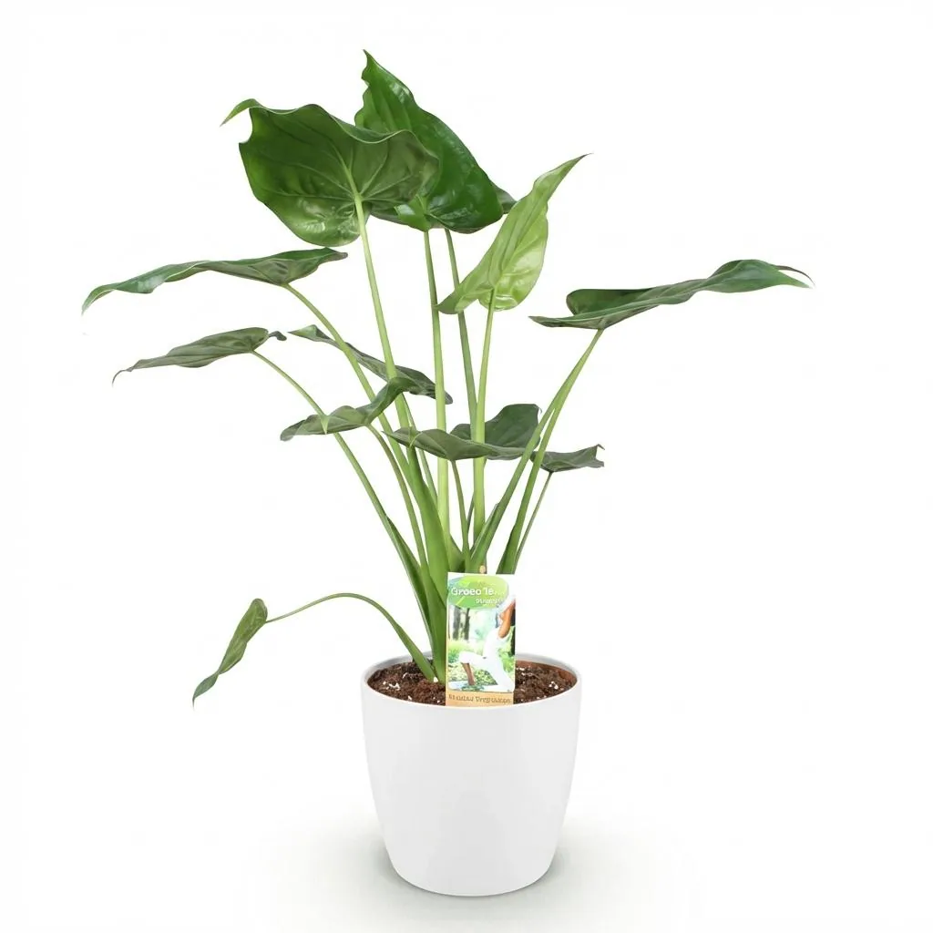 Keulenblättriges Pfeilblatt (Alocasia cucullata) – pflegeleichte Zimmerpflanze, im weißen Übertopf, Topf-Ø 21 cm, Höhe ca. 65–70 cm