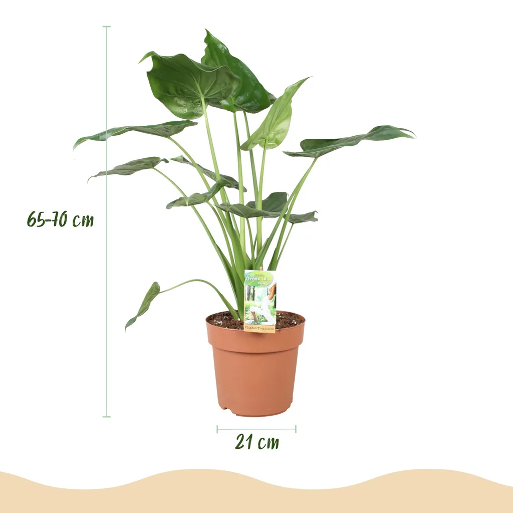 Keulenblättriges Pfeilblatt (Alocasia cucullata) – pflegeleichte Zimmerpflanze, im weißen Übertopf, Topf-Ø 21 cm, Höhe ca. 65–70 cm
