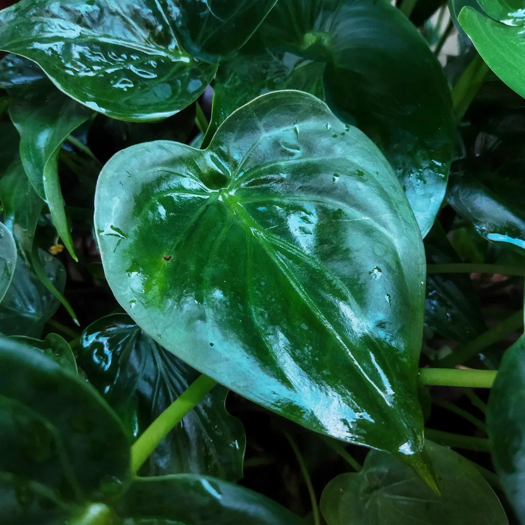 Keulenblättriges Pfeilblatt (Alocasia cucullata) – pflegeleichte Zimmerpflanze, im weißen Übertopf, Topf-Ø 21 cm, Höhe ca. 65–70 cm