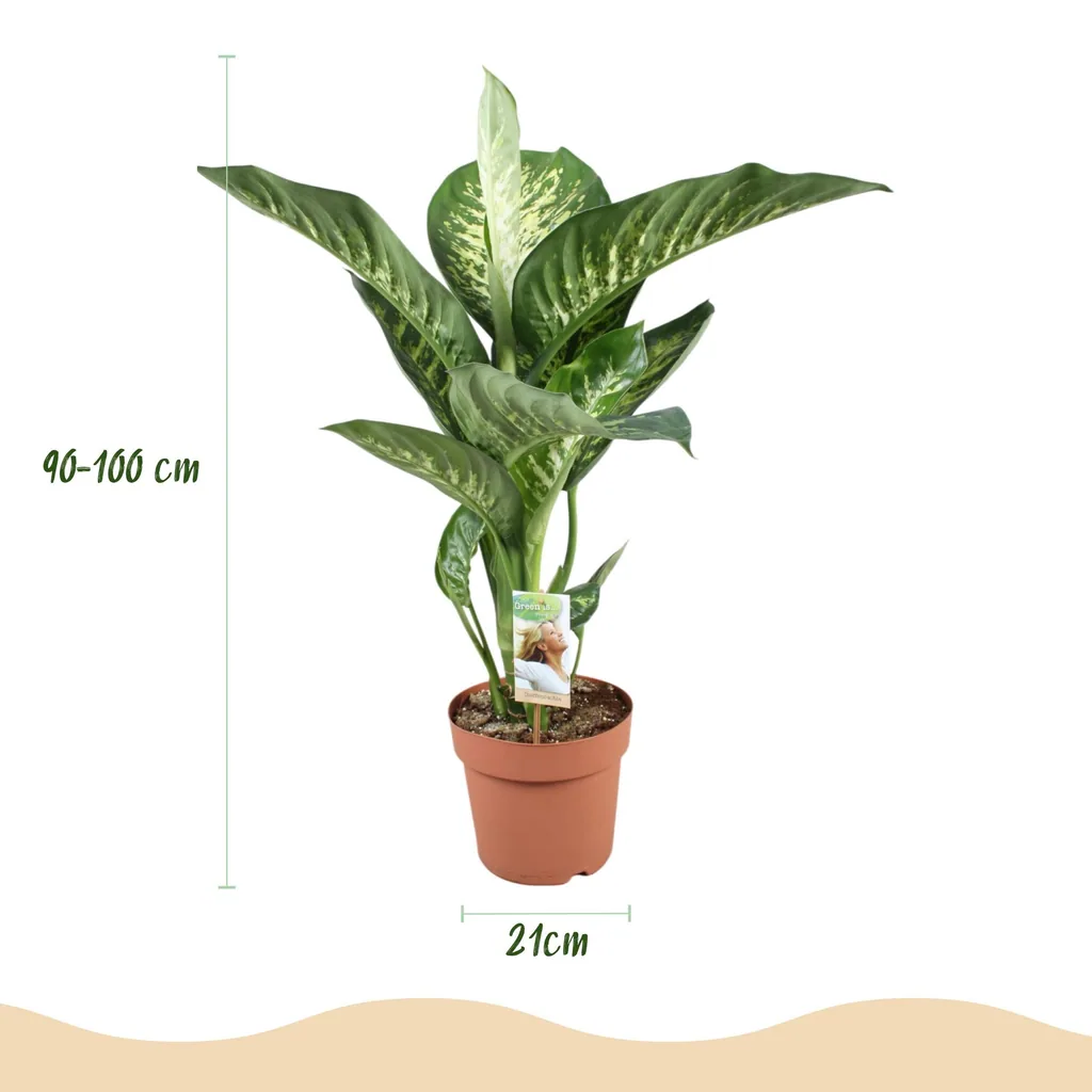 Dieffenbachie 'Tropic Snow' (Dieffenbachia) – pflegeleichte Zimmerpflanze, im grauen Übertopf, Topf-Ø 21 cm, Höhe ca. 90–100 cm